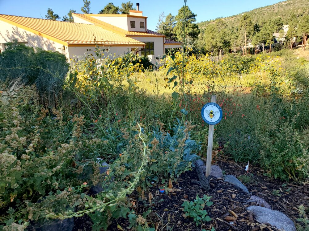 A Backyard Pollinator Garden filled with native plants