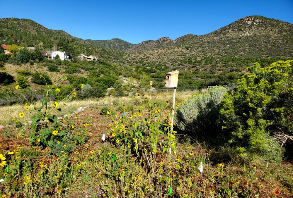 View of sunflowers and bird house surrounded by low hills