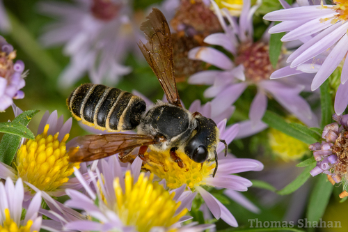 A leaftcutter bee on purple aster-like flowers in New Mexico
