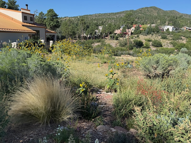 View of a backyard filled with sunflowers and native plants