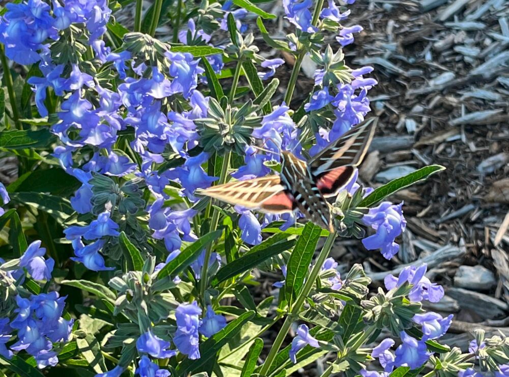 A large white lined sphinx moth with brown, white, and pink colors visits purple flowers