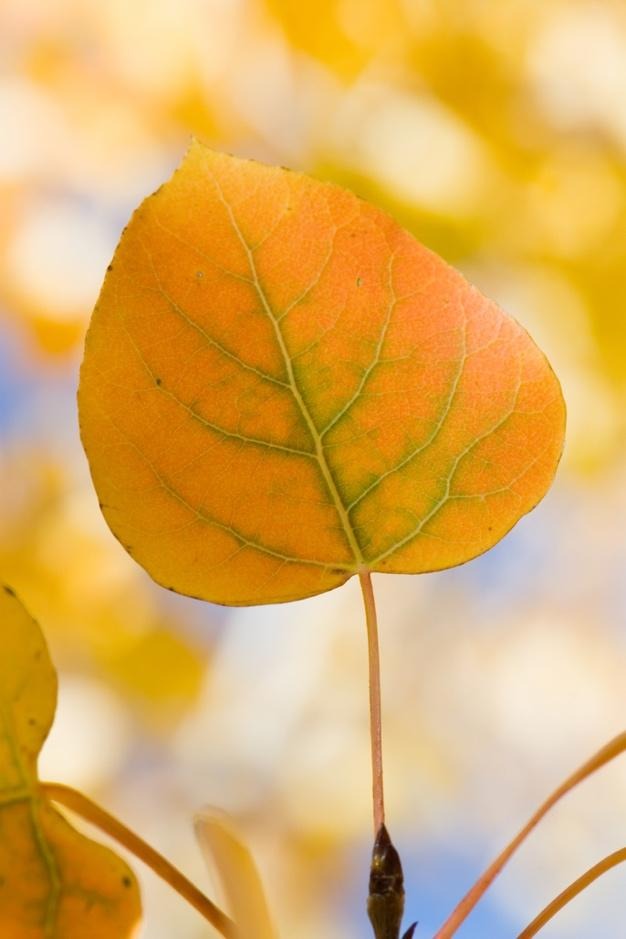 yellow aspen leaf