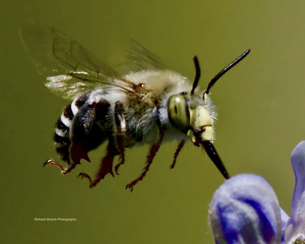 A green eyed digger bee in flight