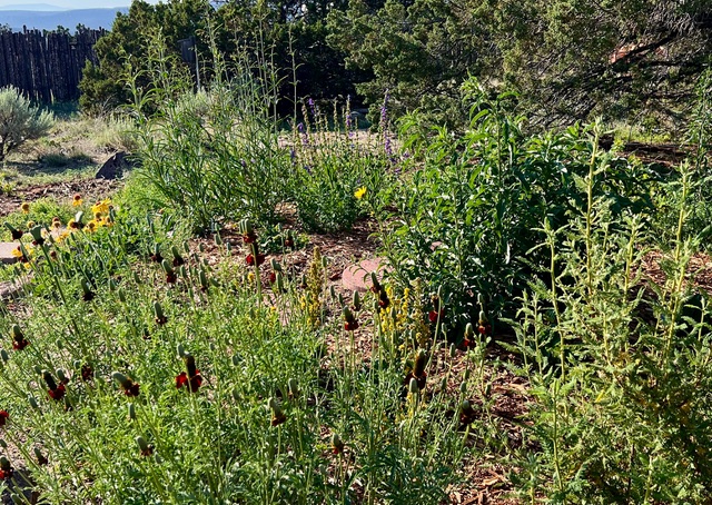 A view of cone flowers and other pollinator flowers