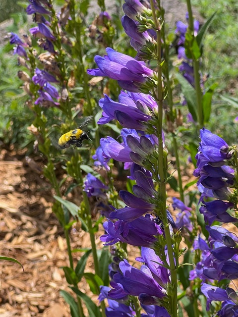 A bumble bee hovers by a purple Rocky Mountain Penstemon