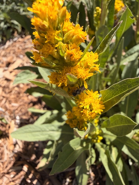 A yellow goldenrod flower stalk is visited by an insect
