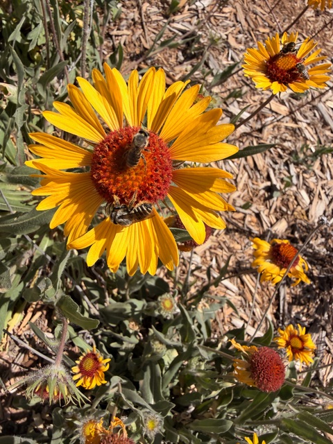 Bee on a sunflower