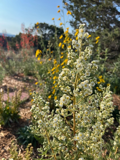White fernbush flowers in front of red and yellow pollinator plants