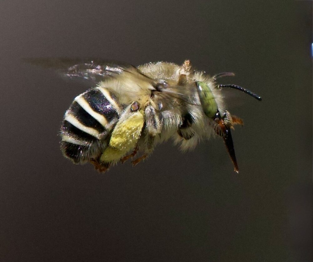 A black and light yellow bee with green eyes and a long nose hovering in the air