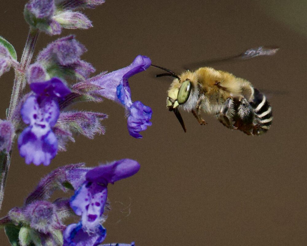 A yellow and black bee with green eyes hovers near purple flowers.