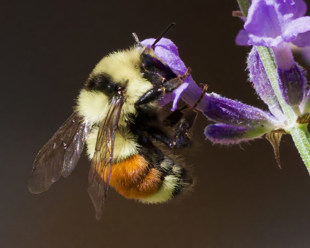 A yellow, black, and rust colored bumble bee visits a purple flower.