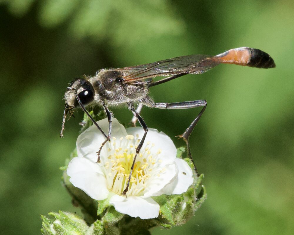 A wasp with a narrow waist and and orange and black abdomen on a white flower