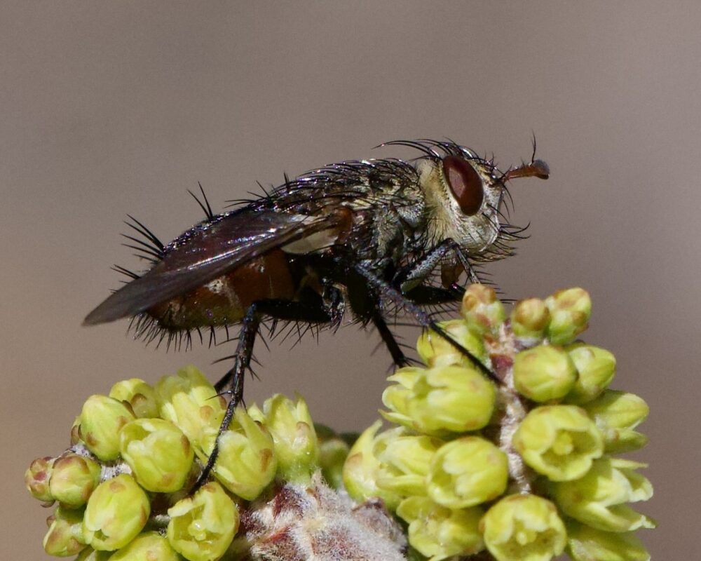 A fly with spiky hairs visits yellow flowers