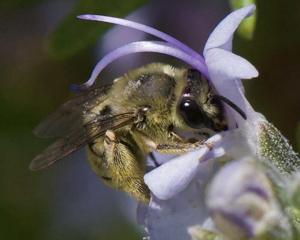 A light yellow hairy bee with its nose in a purple flower