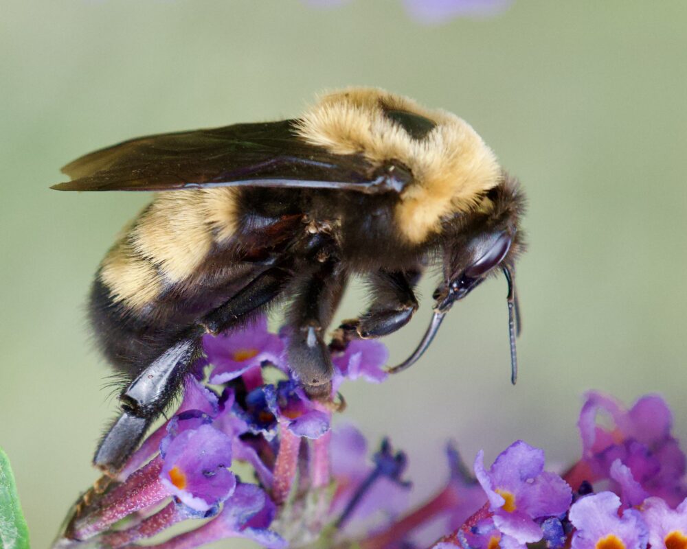 A yellow and black bumble bee on purple flowers