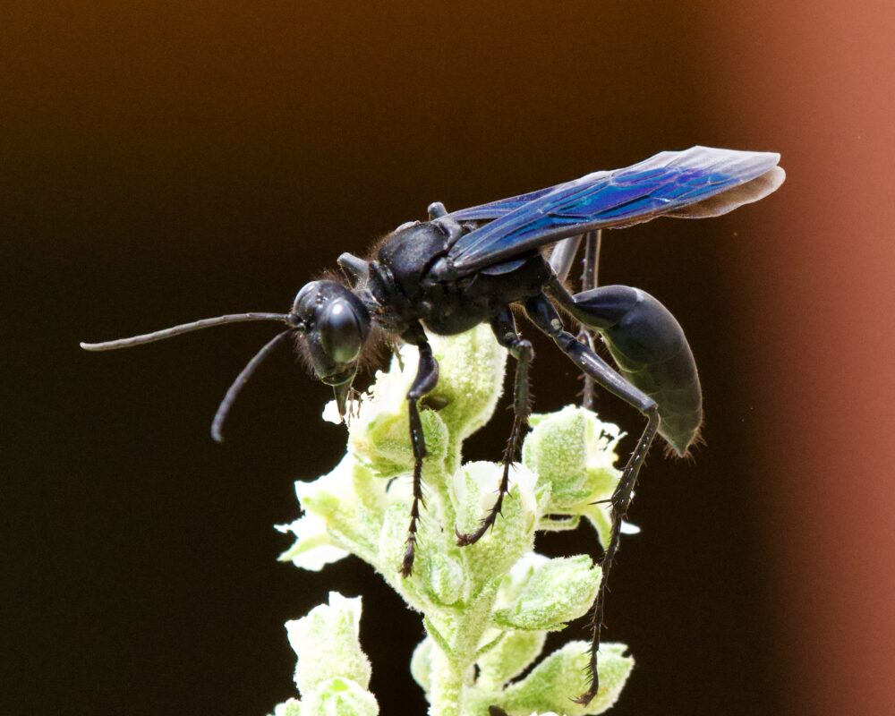 A close up of a black wasp with blue wings on a white flower.