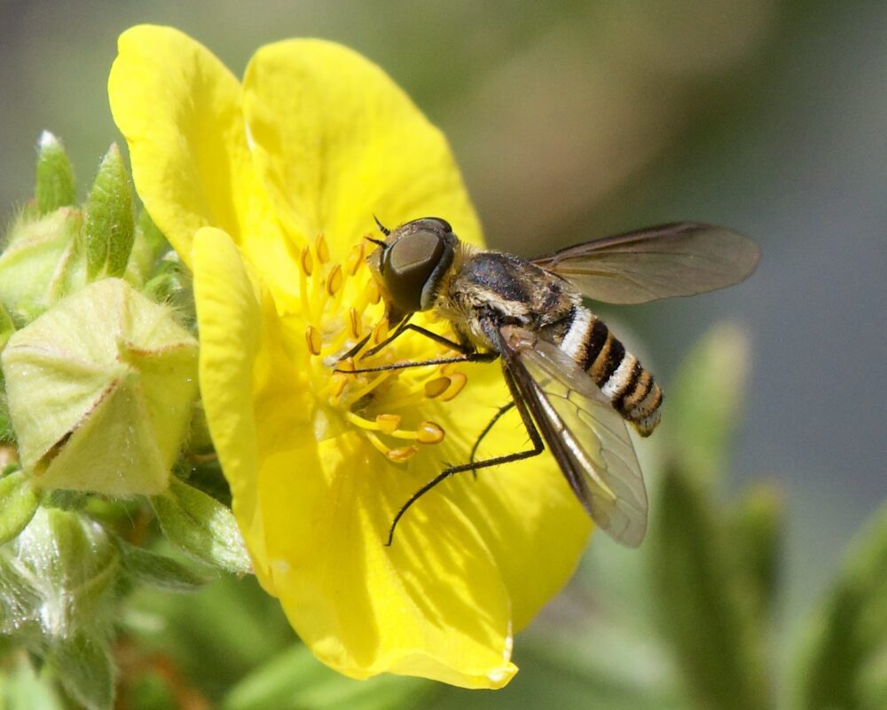 An orange, black, and white striped fly visits a yellow flower.