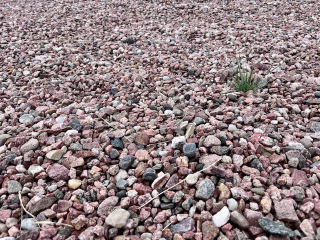 A yard of rocks with one small clump of grass.