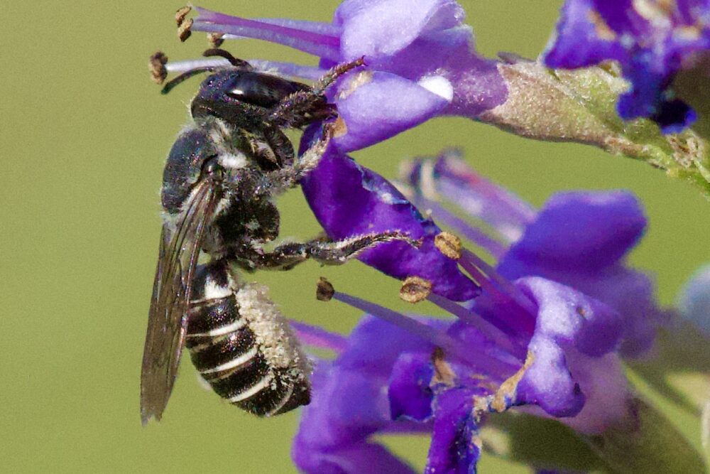 A black and white striped bee visits purple flowers
