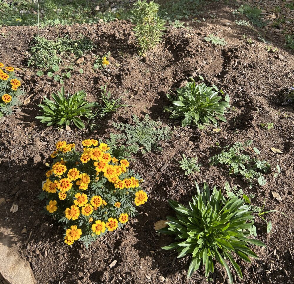 Yellow marigolds and other green clumps of plants planted in the ground.